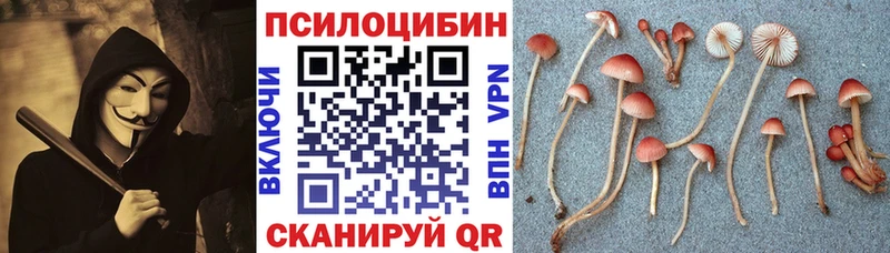 Псилоцибиновые грибы Psilocybine cubensis  купить   Пласт 
